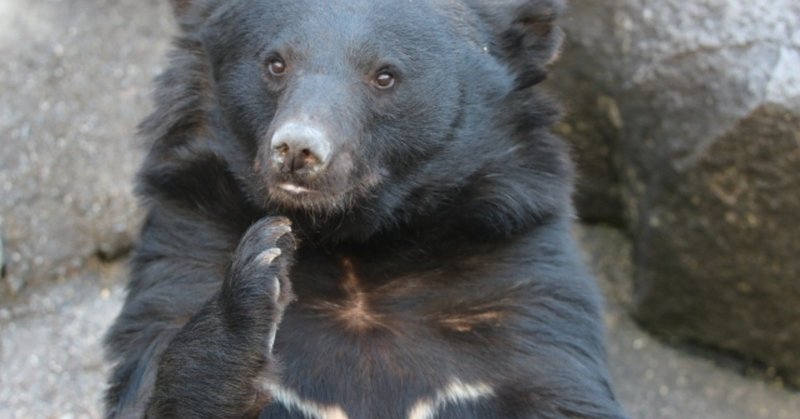 渓流釣りで ツキノワグマに襲われるか おいかわ３ note