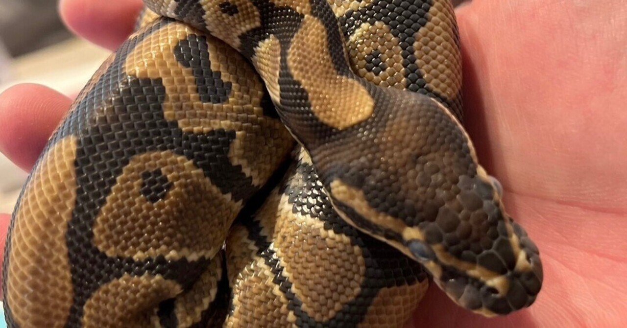 ボールパイソンの飼育方法完全ガイド｜借金地獄黒猫さん