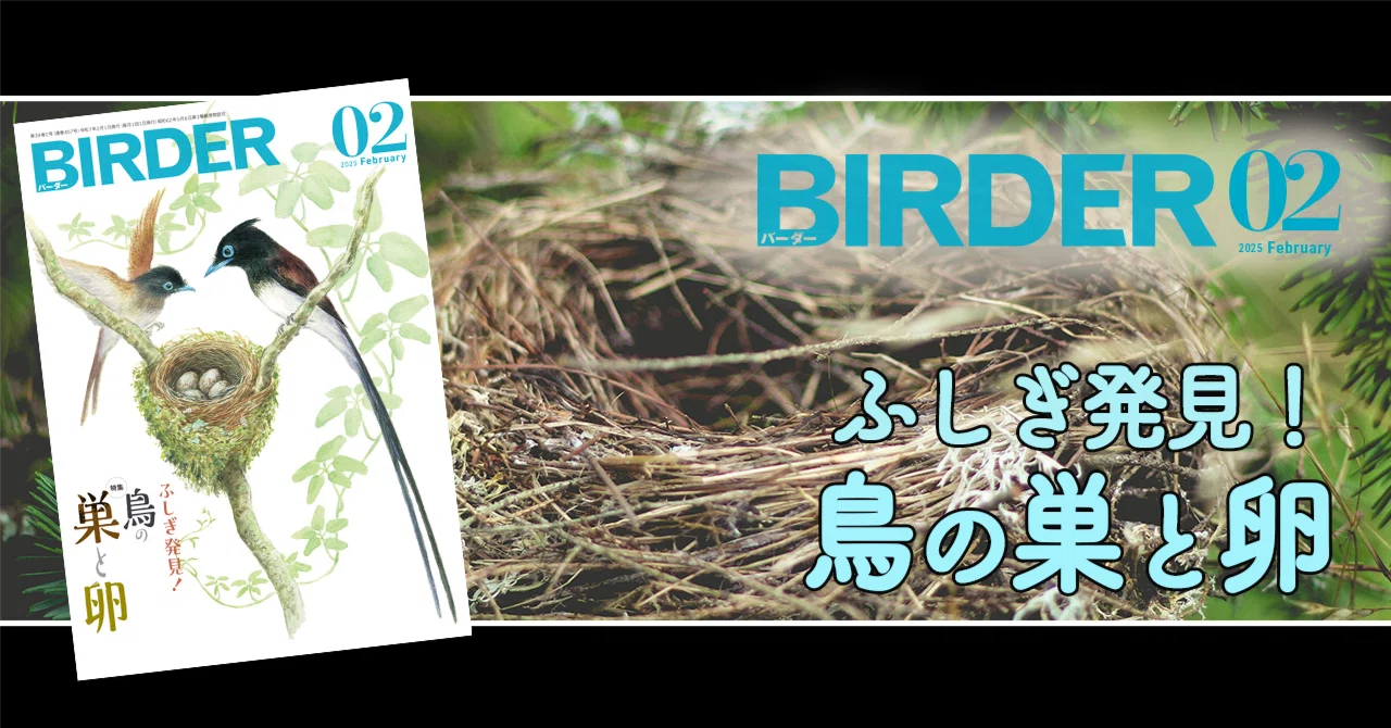 Amazon 野鳥観察 鳥 巣箱 カメラ Acogedor 巣箱カメラ リアルタイム