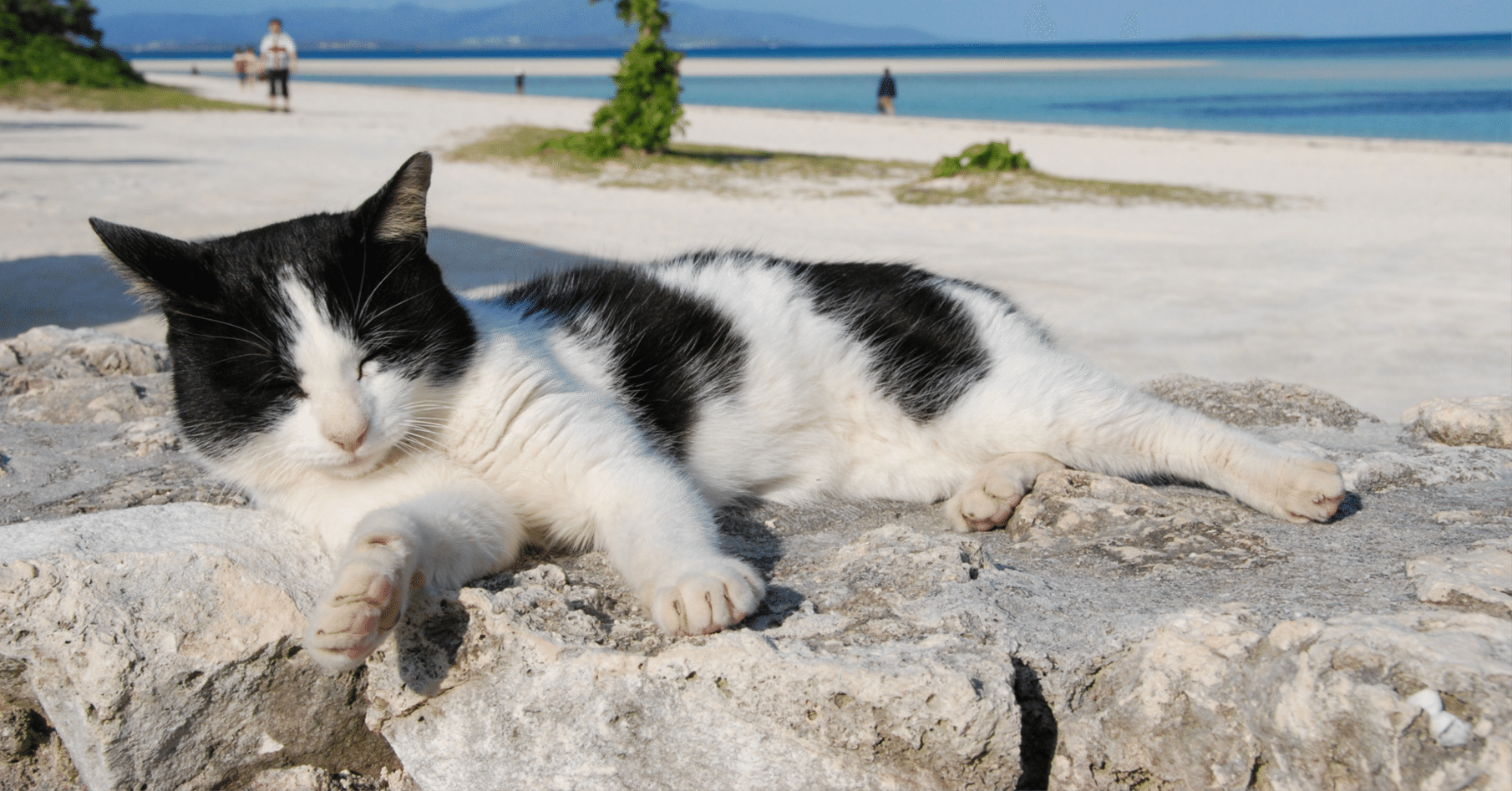 そして野良猫がいなくなった。猫だらけの猫島＝沖縄竹富島の記録｜か