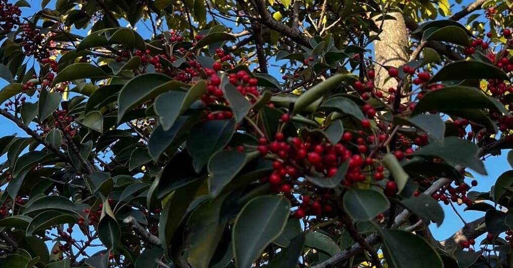 6d043a1e1a42de1a294ed7af8789a2