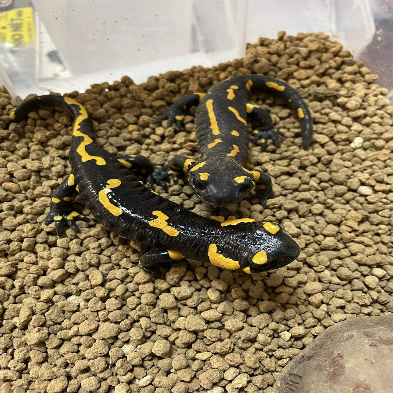 飼育中のサラマンダー｜いし