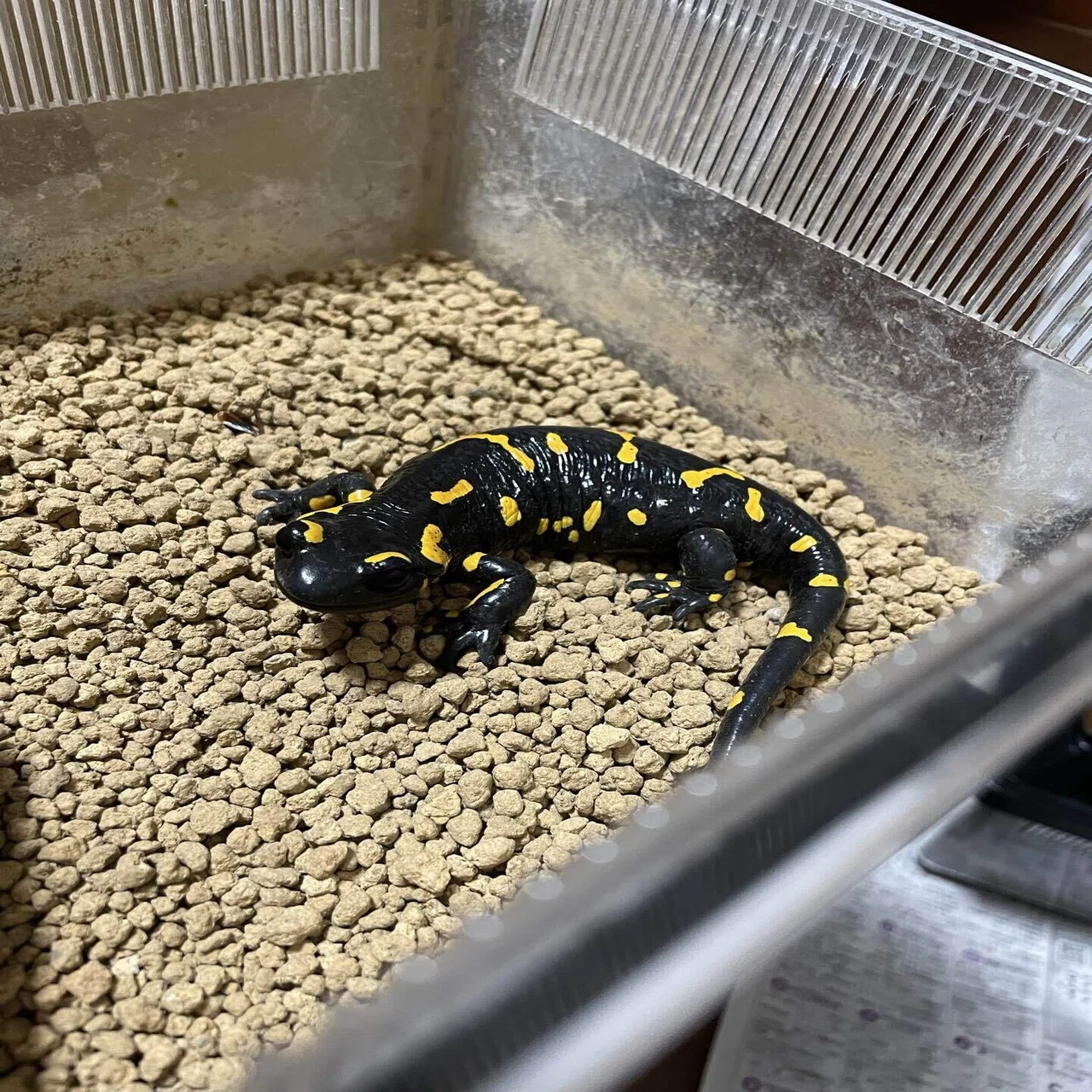飼育中のサラマンダー｜いし