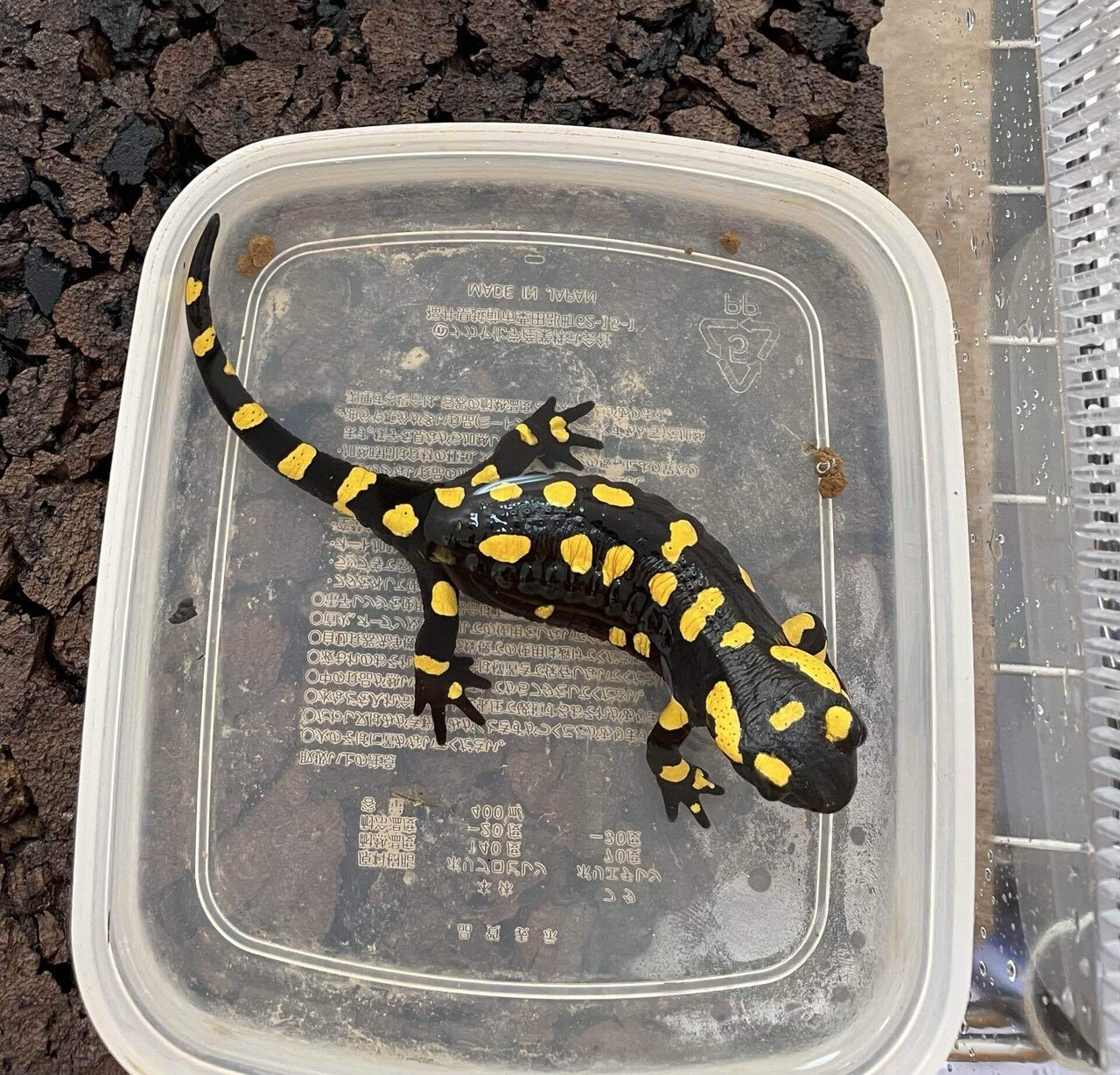 マダラファイアサラマンダー Garda湖産♀ 【人工飼料OK