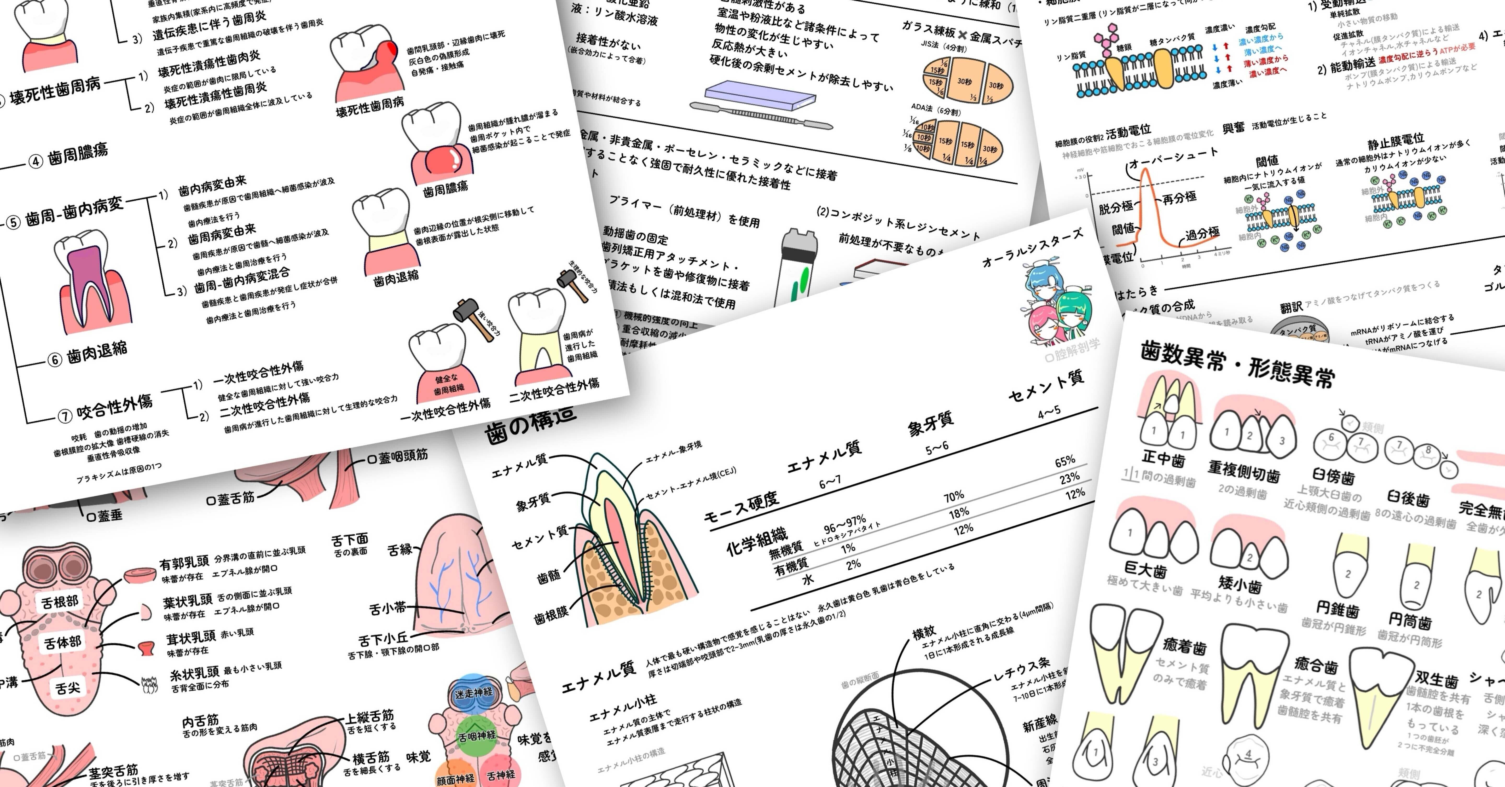 オーラルシスターズ🦷🌈歯科衛生士国試まとめPDF｜note