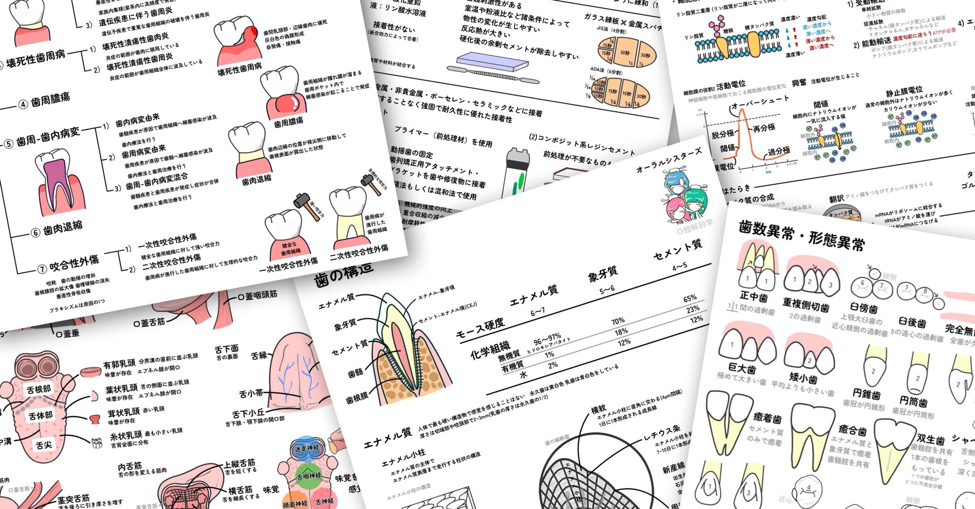 オーラルシスターズ🦷🌈歯科衛生士国試まとめPDF｜note