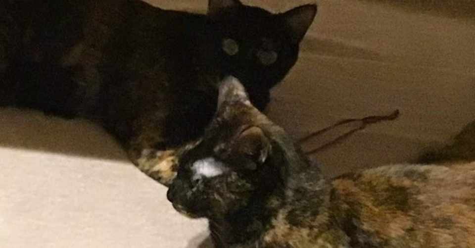 耳栓がないと作業ができないのに猫に耳栓を盗まれる 渡海奈穂 Note