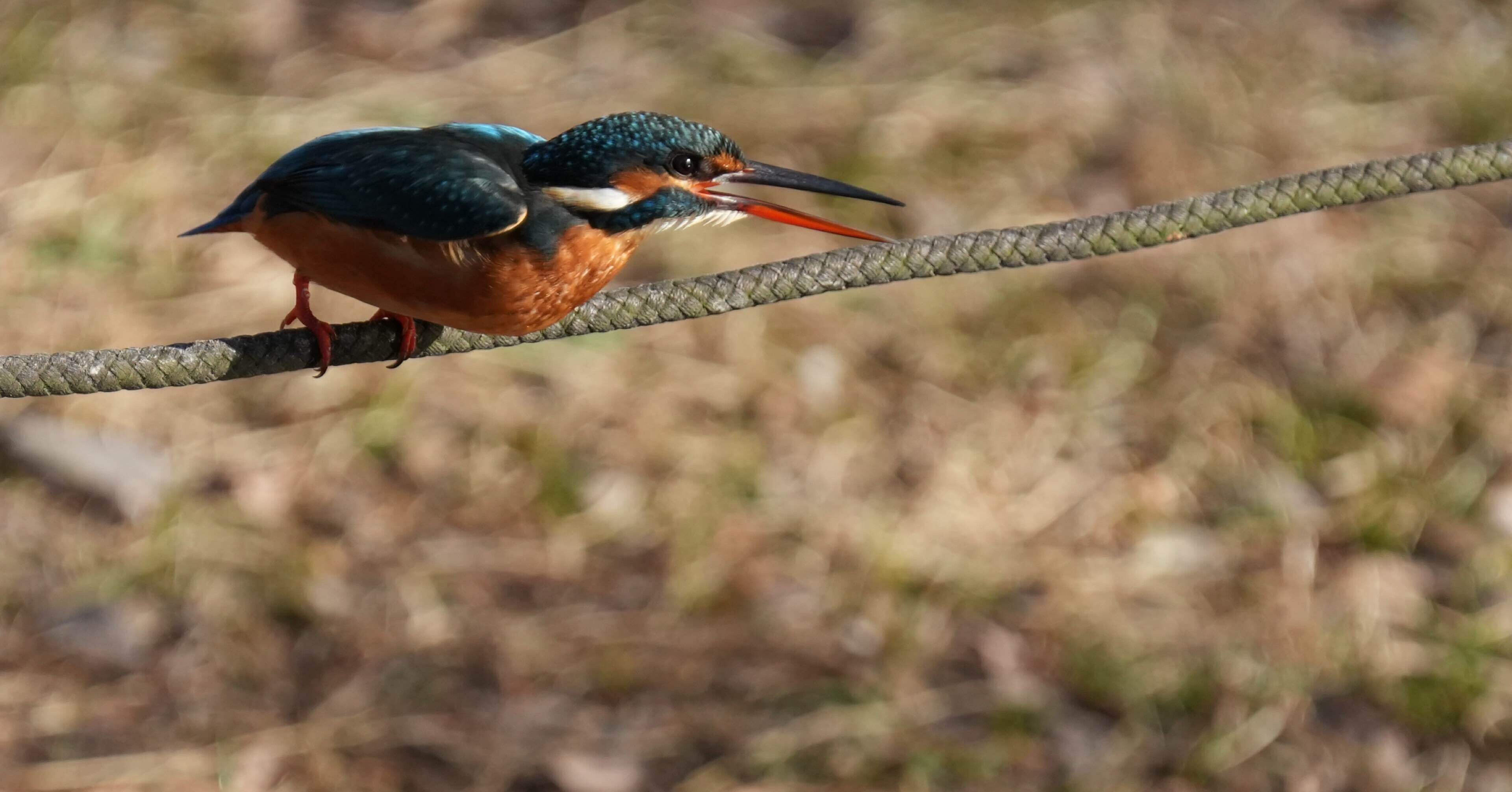 2025年1月9日 水元公園探鳥｜花