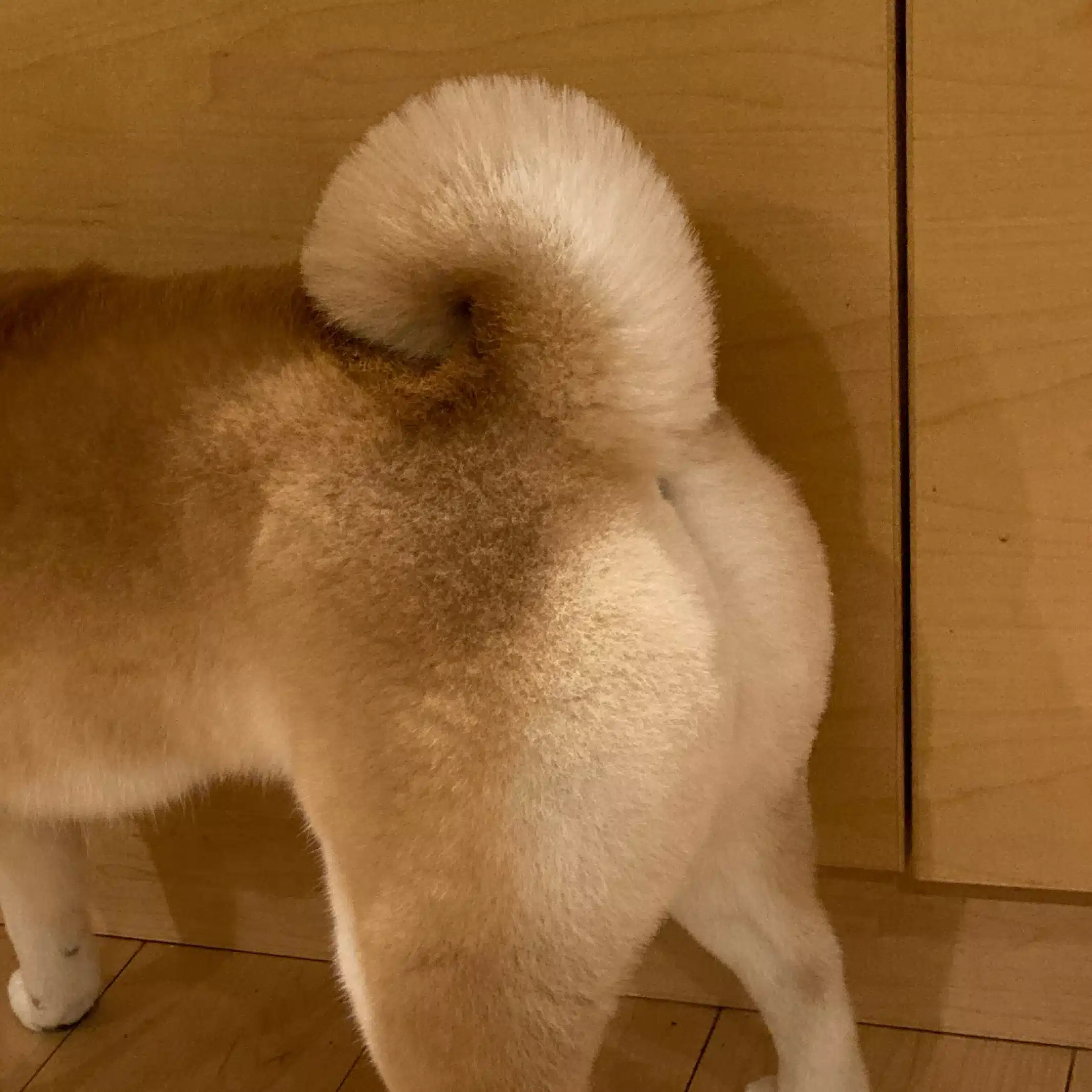 ぽんすく🐕お寺の双子母
