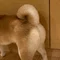 ぽんすく🐕お寺の双子母