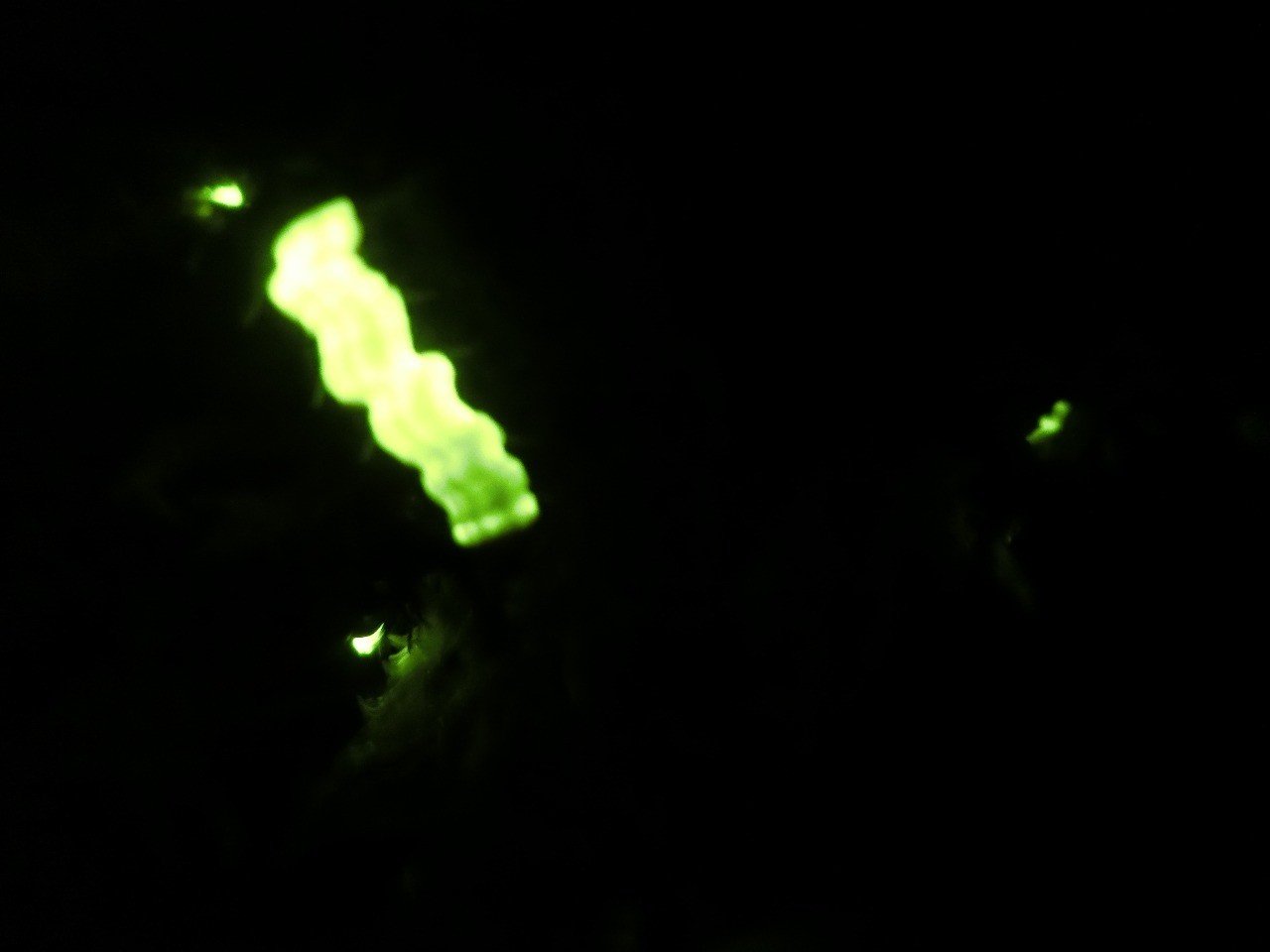 カティアの生き物調査隊 真冬のホタル カティア Note カティアの生き物調査隊 真冬のホタル カティア Note