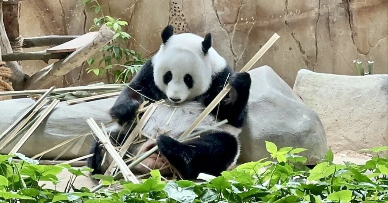 I went to a zoo in Kuala Lumpur where you can see pandas up close