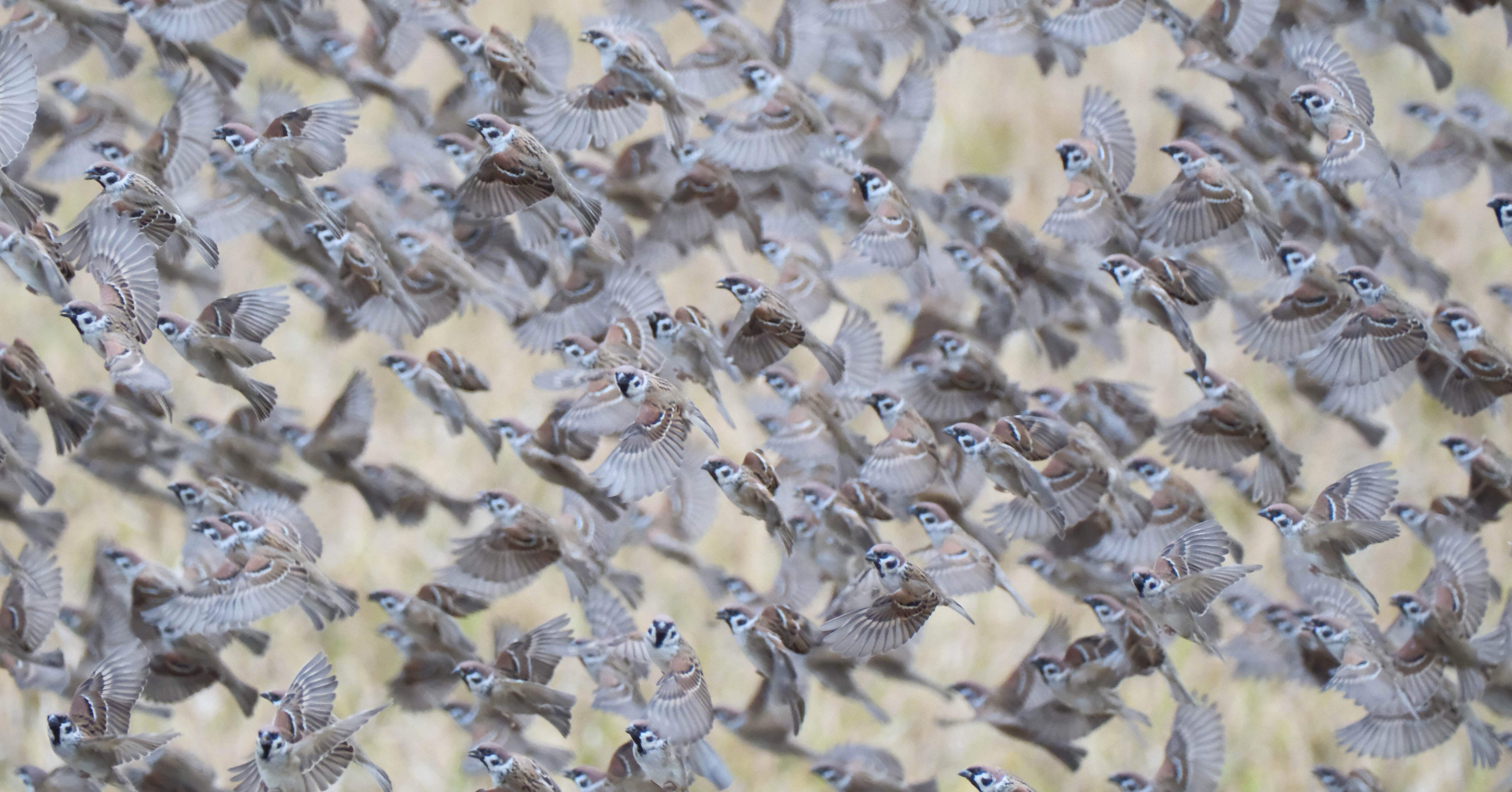2025年1月/台湾で一人バードソン/5日間で見た野鳥たち｜Kaz Minematsu