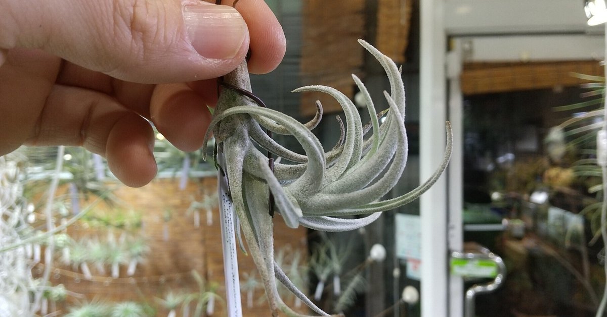 チランジア入荷リスト1/4｜NatureGarden🌿神田
