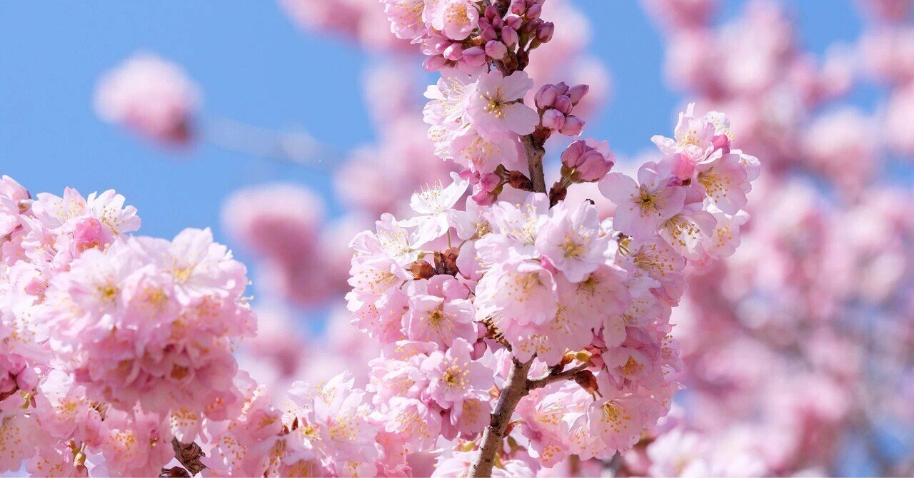天宮玲桜（あまみやれいか）先生に出会ったきっかけ。｜大阪空子