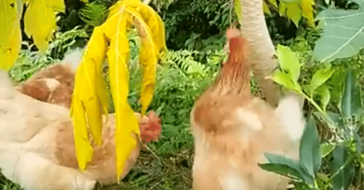 鶏　？　ヒヨコ　ヒナ 剥製 　ふわふわ　a 鶏 ？ ヒヨコ ヒナ 剥製 ふわふわ h. ニワトリのヒヨコの飼育方法、1