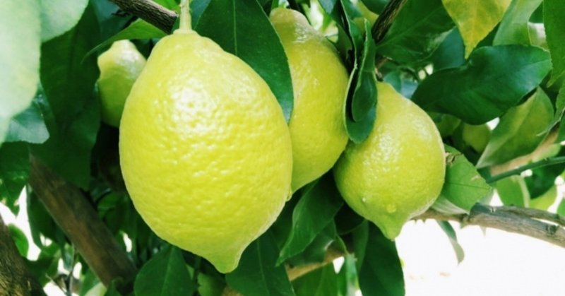 国産レモンが牽引したレモンブーム。