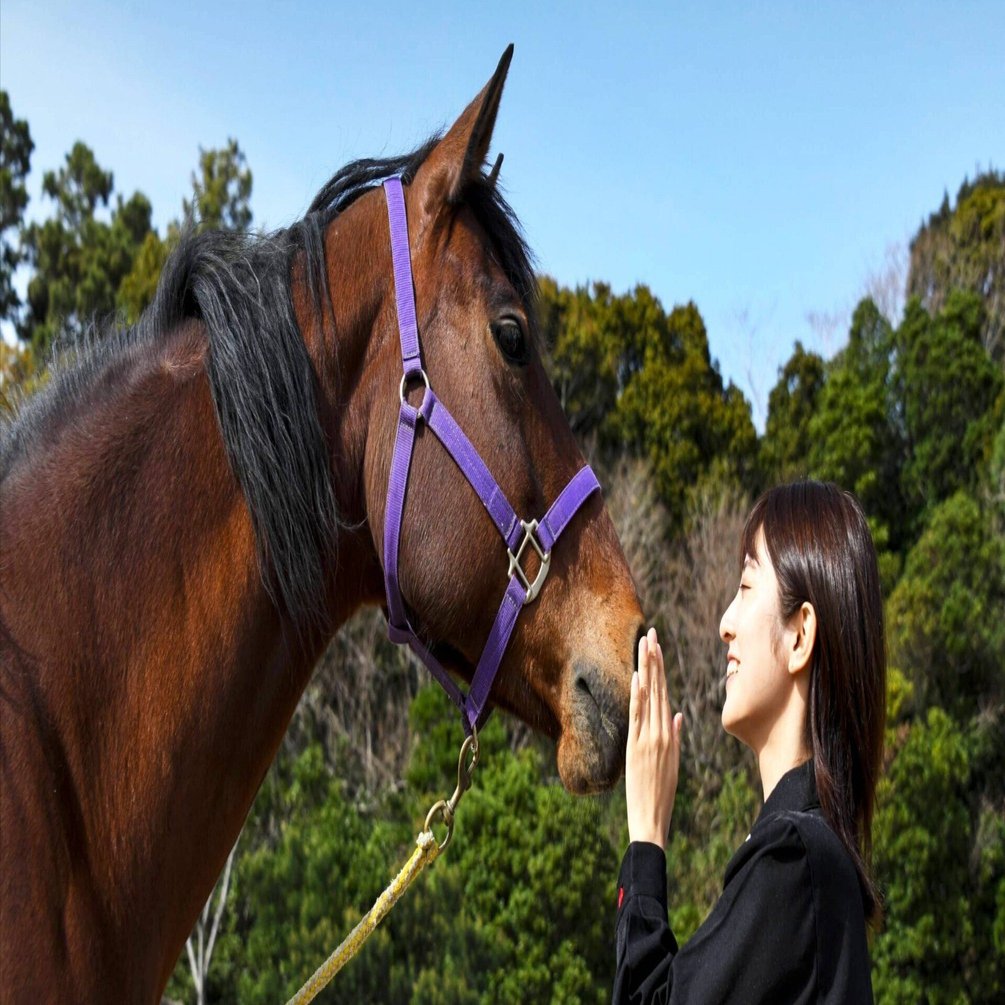 終了しました※［馬と共に学ぶ］ホースコーチング体験会@アドベンチャー