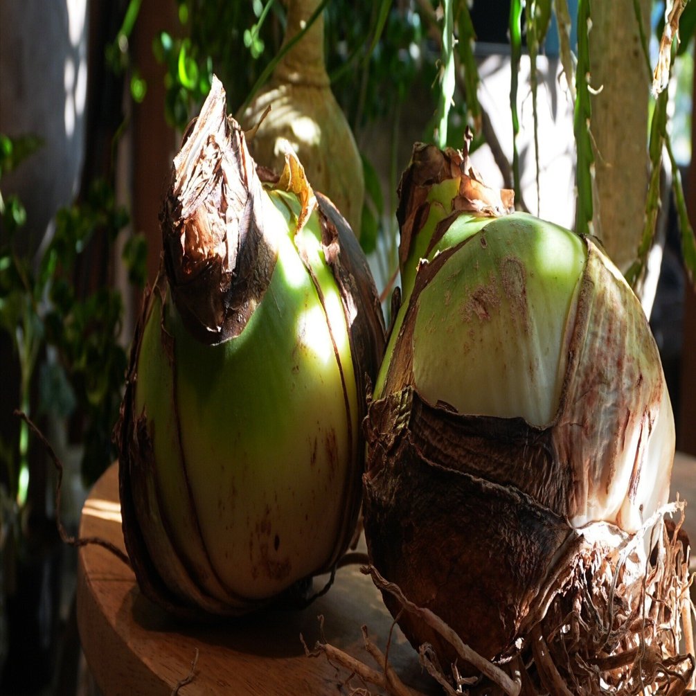 マジックアマリリス｜花屋のラフ