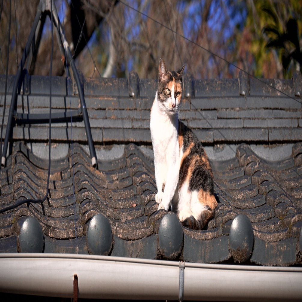 初めてのNikon Z50II その6 〜被写体検出(2)｜夢玉