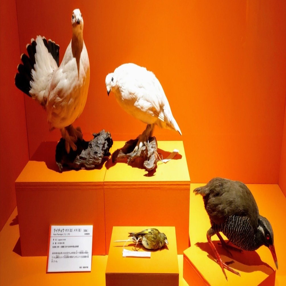 66arts｜鳥 ～ゲノム解析が解き明かす新しい鳥類の系統～｜浅野靖菜