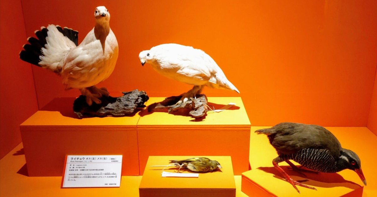 鳥類のデザイン 骨格・筋肉が語る生態と進化 シュリンク付 鳥類の