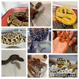 ヤドクガエル ビバリウムはじめました Reptronica Note