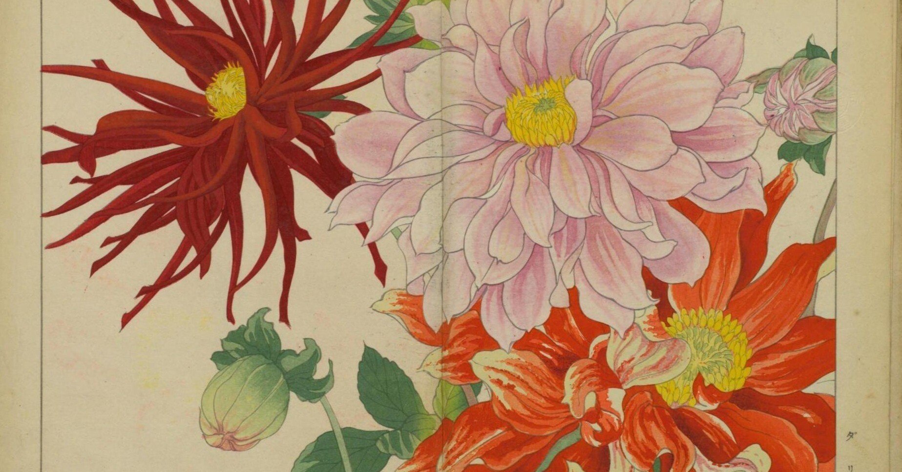 草花　絵画 西洋草花図譜 夏之部 貮｜日本花卉文化株式会社