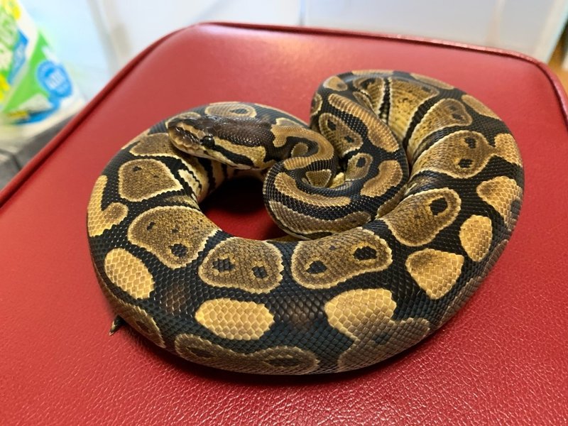 はじめましてreptronicaです Reptronica Note はじめましてreptronicaです Reptronica Note