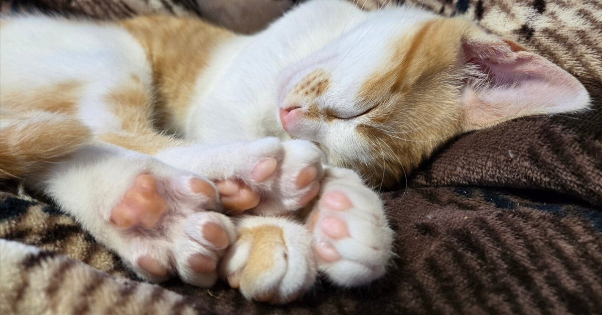 simmon cat&pearl ring 猫 にゃんこ 肉球 simmon cat&pearl ring 猫 にゃんこ 肉球（【新キャラ】 右下の
