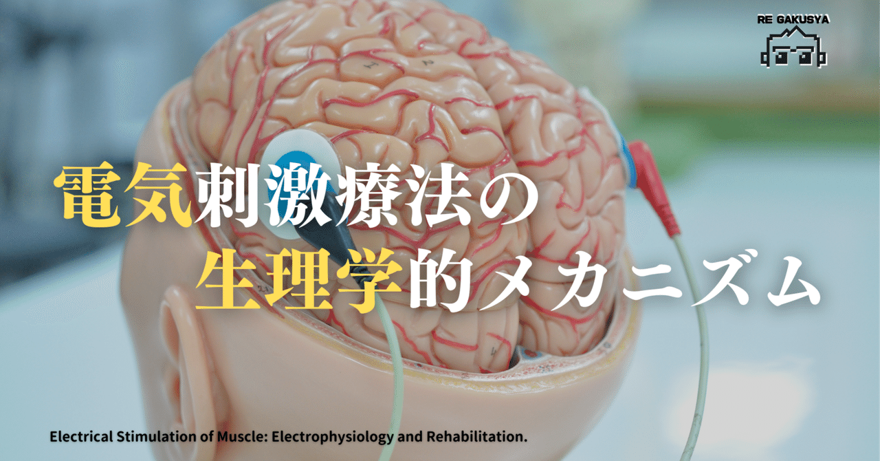 電気刺激療法（主にNMES）の生理学的メカニズムを改めて勉強
