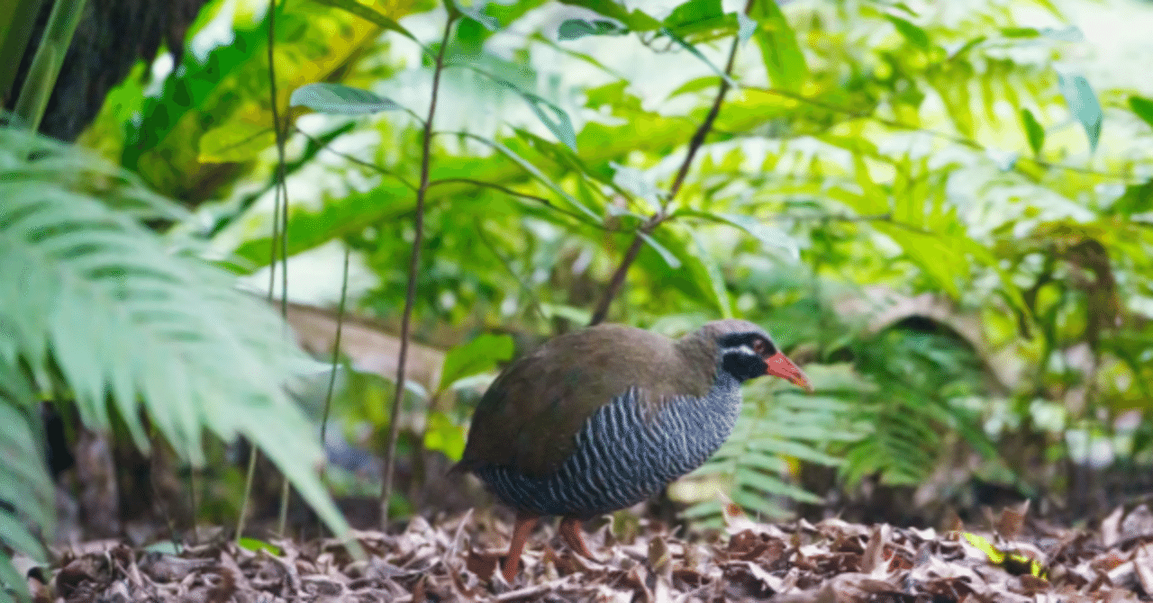 沖縄旅】天然記念物ヤンバルクイナに会える！国頭村にある「クイナの森