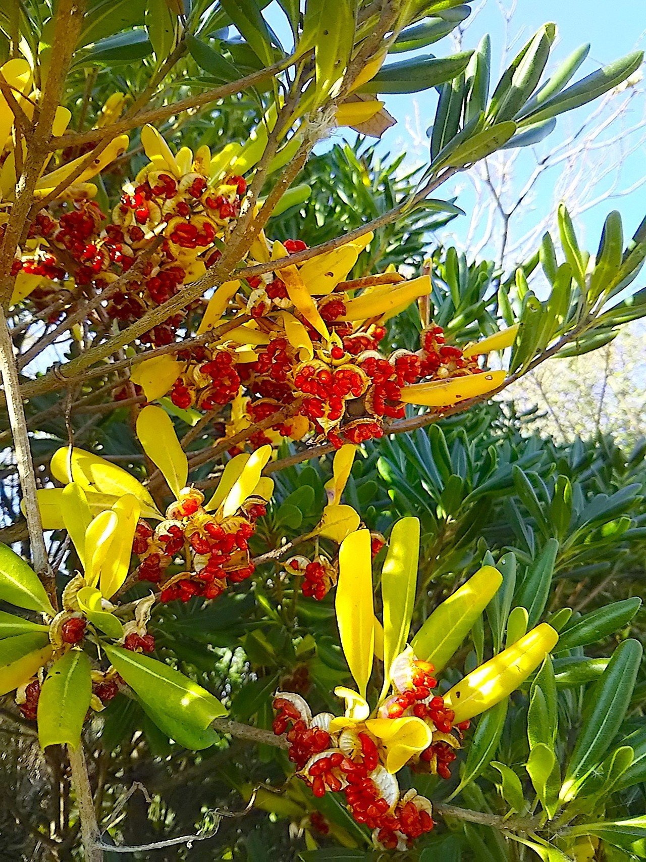 魔よけとして使われる低木 トベラ と 美男葛の別名がある サネカズラ スー Note 魔よけとして使われる低木 トベラ と 美男葛の別名がある サネカズラ スー Note