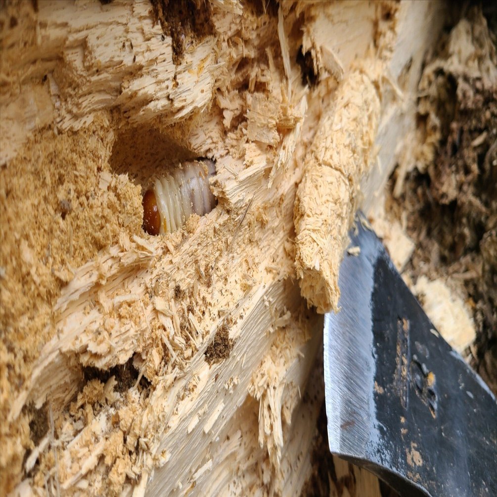 対馬・関西地方 オオクワガタ採集記 〜奈良編〜｜キヨタミ