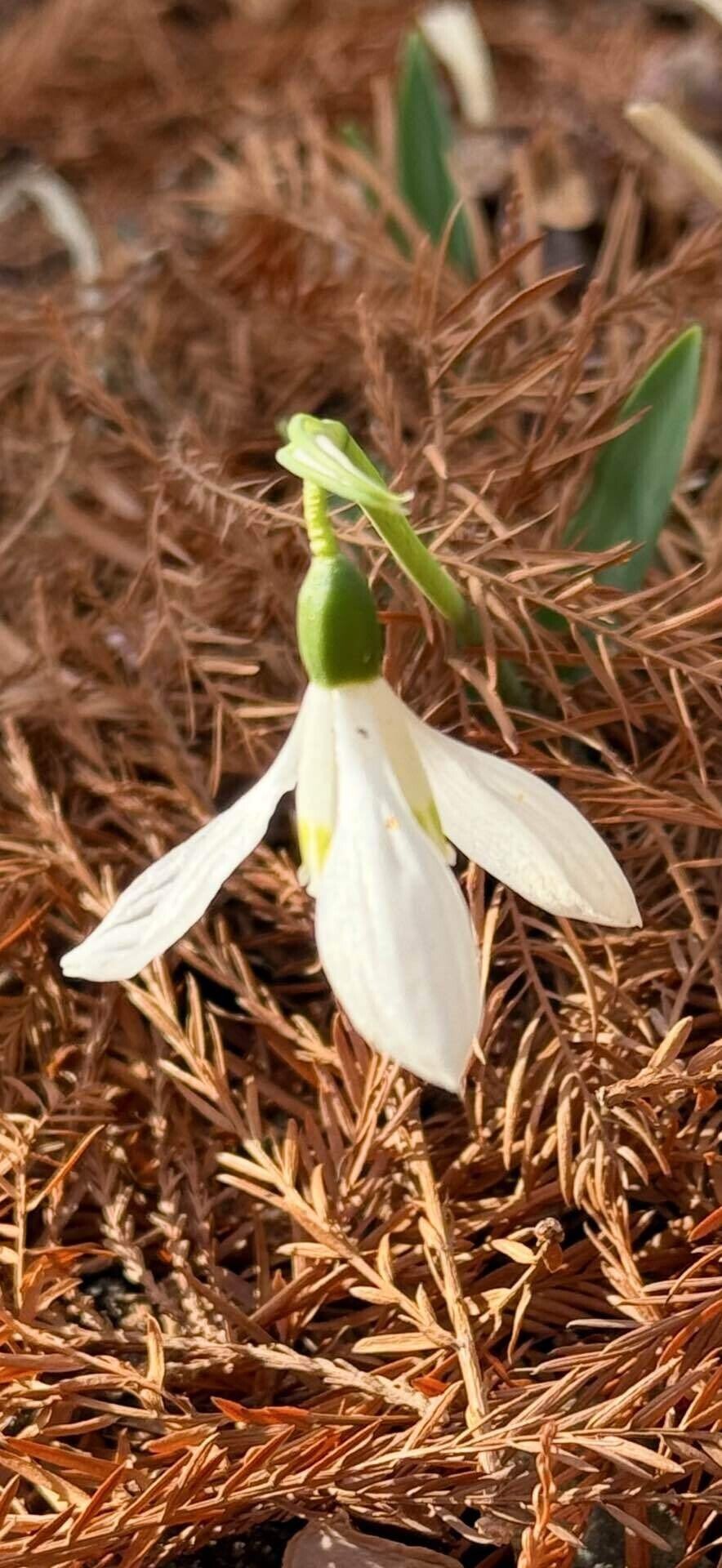 スノードロップ 命を奪う？命を救う？｜EGGSEED