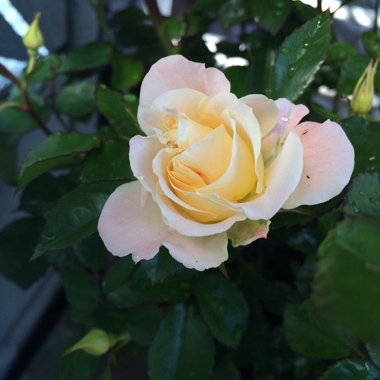 好きな花ｒｏｓｅ ムーミンmama Note