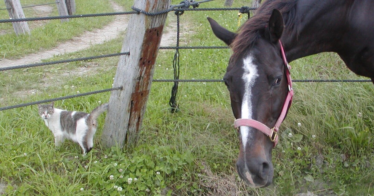【スーパーセール】 馬の瞳を見つめて(増補版) 09｜渡辺はるみ 趣味・スポーツ・実用