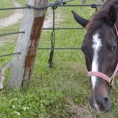 馬の瞳を見つめて(増補版)目次 ｜渡辺はるみ