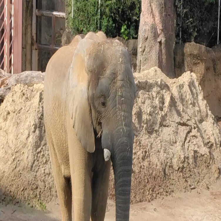 多摩動物公園の動物たち「アフリカゾウ」と「アジアゾウ」｜飯能高等学校 探究部, image size:1440x753