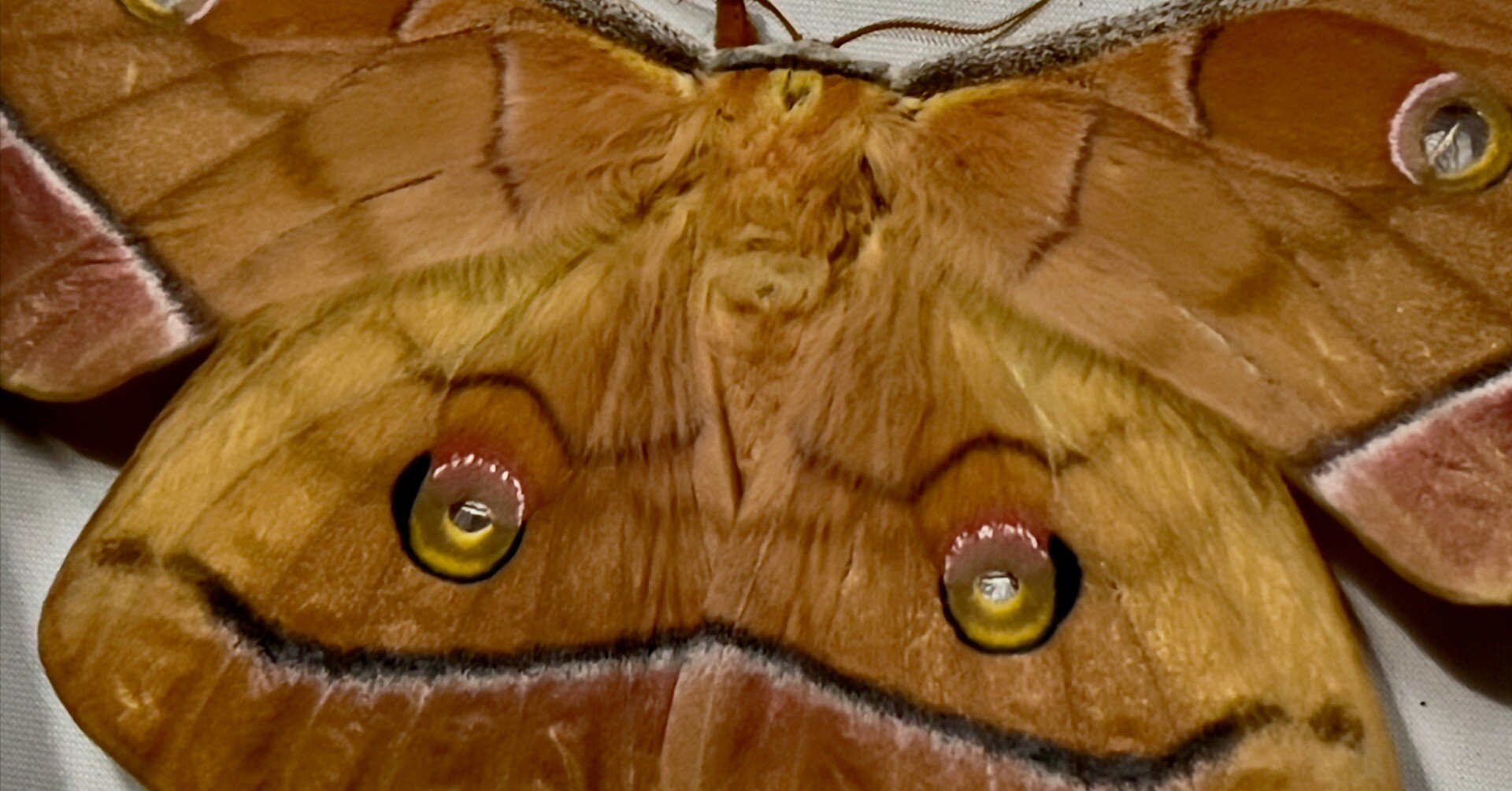 【40mm】アオカミキリの仲間 Chloridolum klaesii？ 標本 40mm】アオカミキリの仲間 Chloridolum klaesii？ 標本 - メルカリ