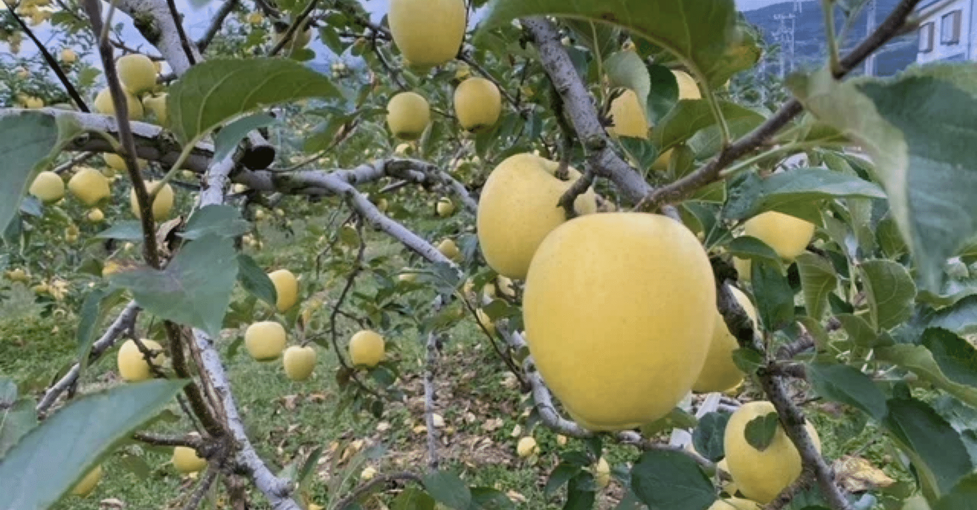 雑記：ふぞろいの林檎たちを完結する｜トカチェフ