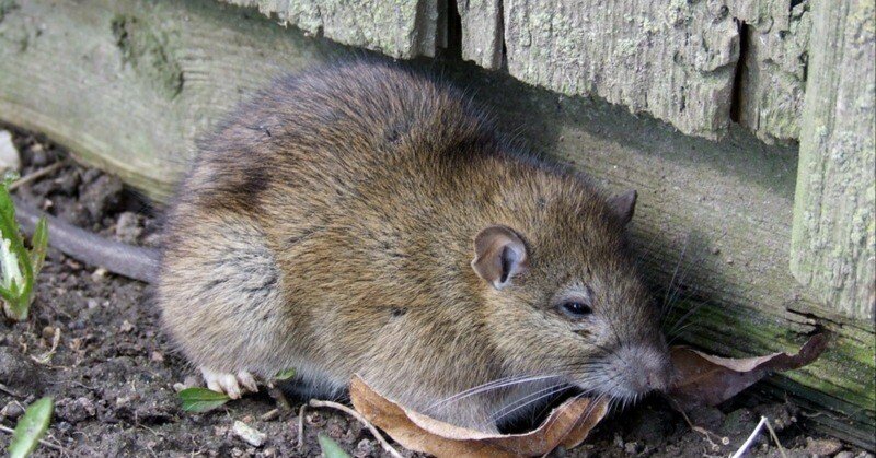 ドブネズミ 8635d3ceb3c18cca469b35d39bf719