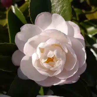はなやん