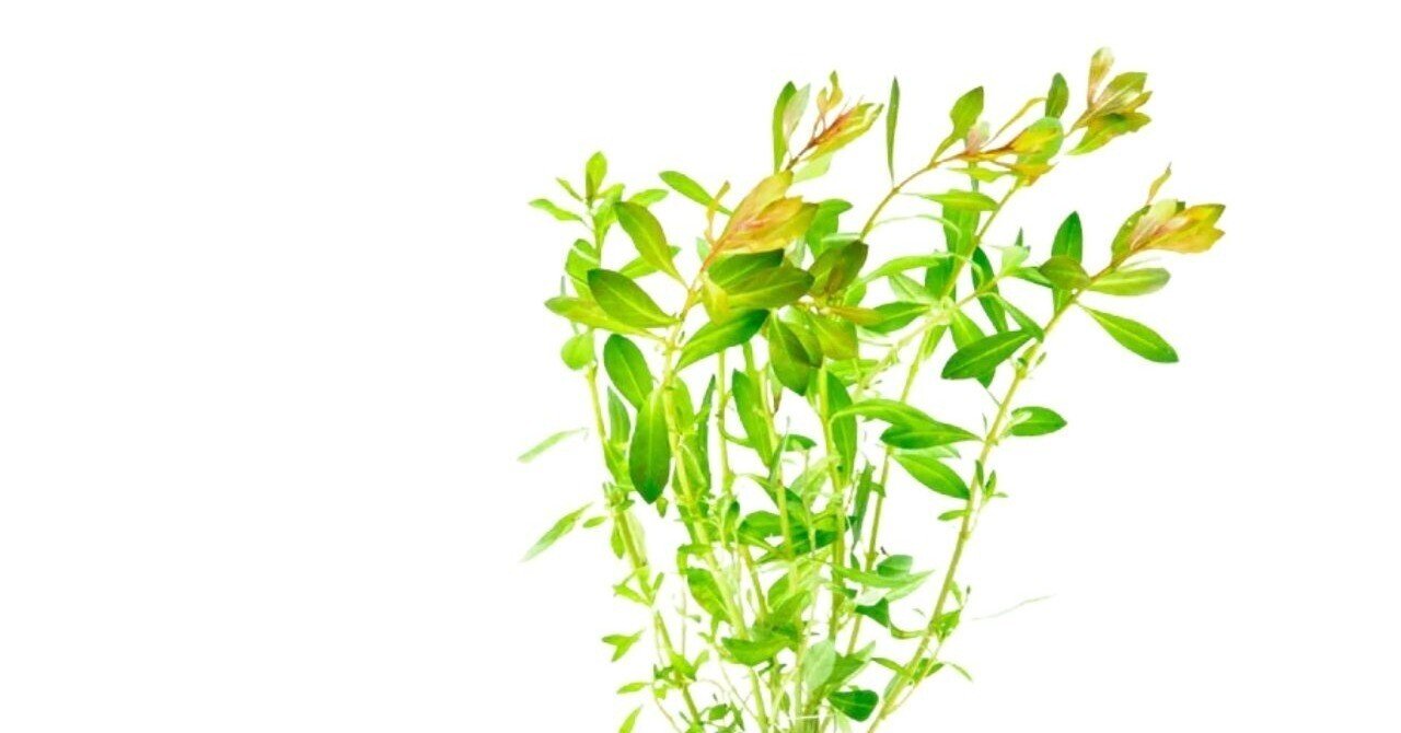 rectangle_large_type_2_f151e43