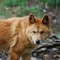 ディンゴ