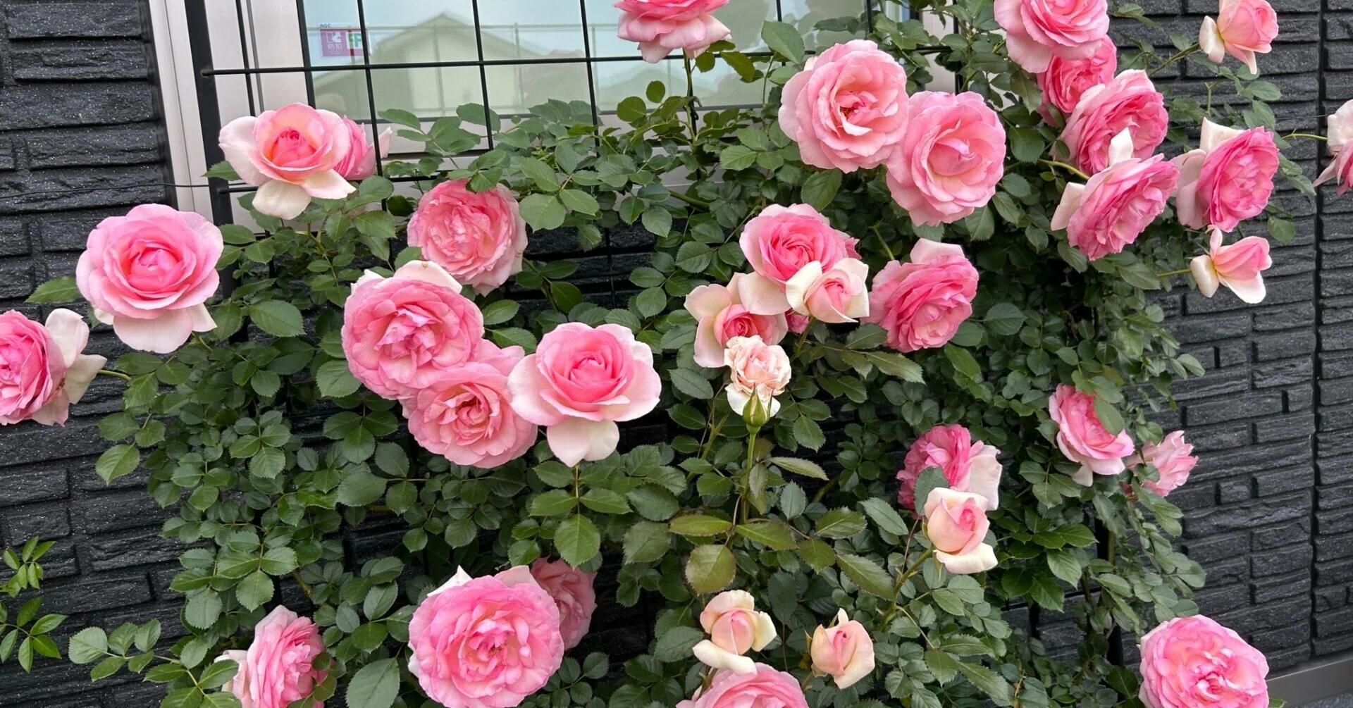 わたしを薔薇に沼らせた薔薇｜オリーブ～素人が育てる薔薇日記～
