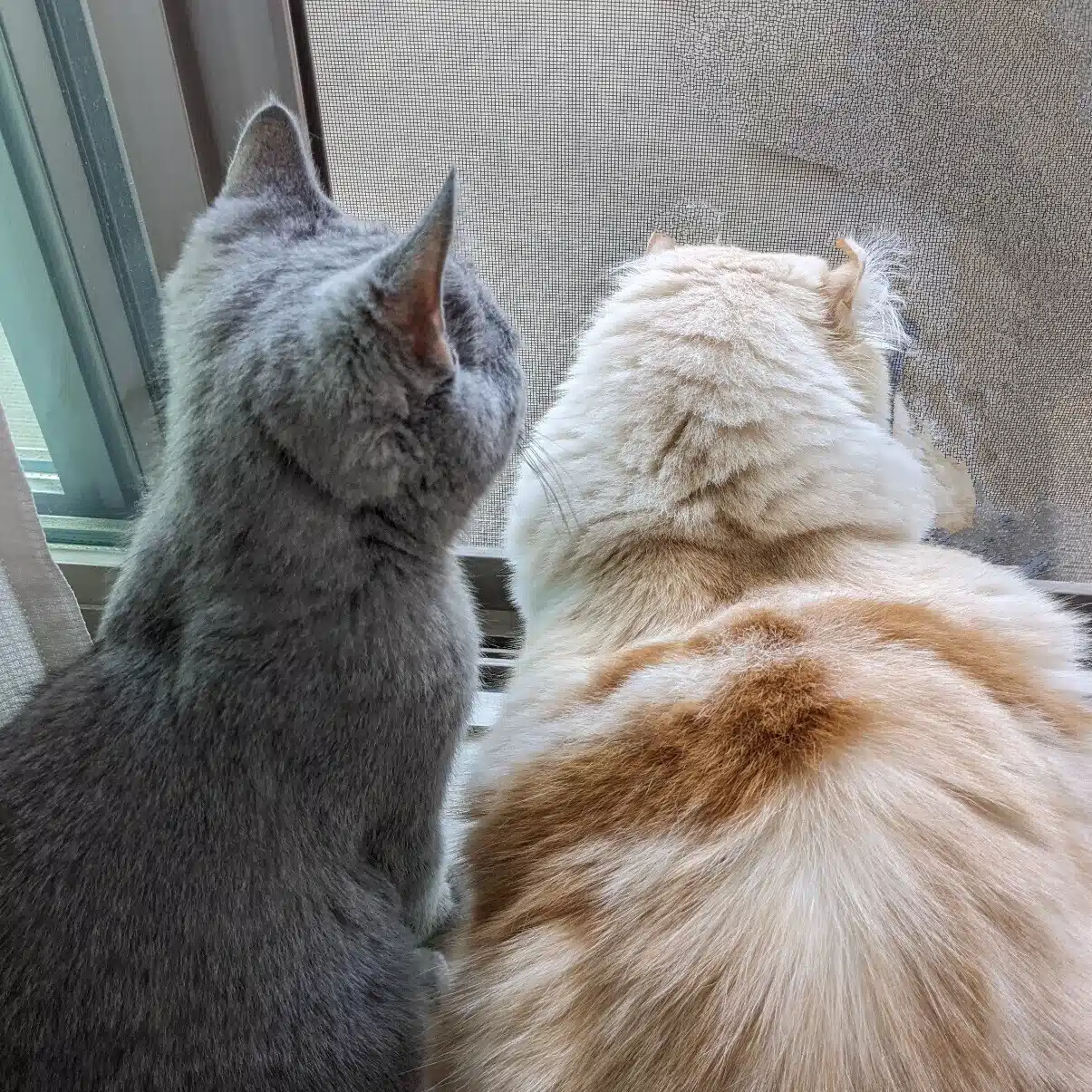 ULALA_CAT