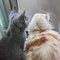 ULALA_CAT