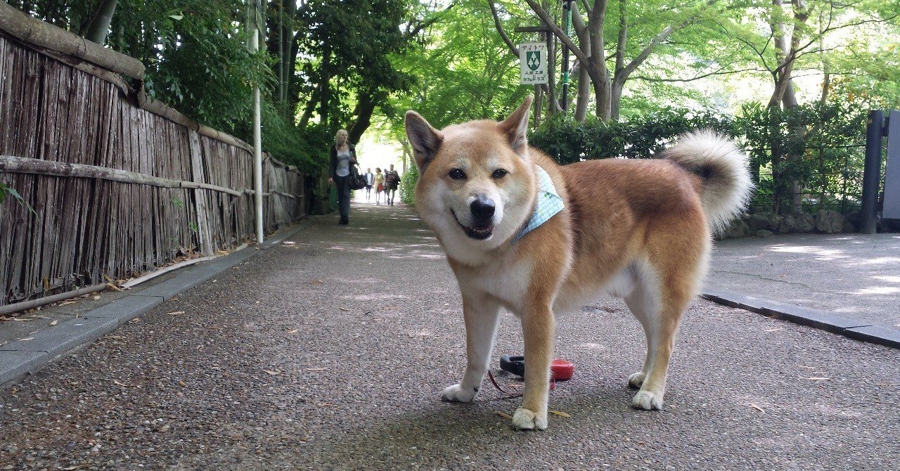ジュマペール ジェームス 31 家族を亡くした人へ ジュマペール ジェームス 幸せを届けて歩いた犬 Www Facebook Com James Chuchuchu Note