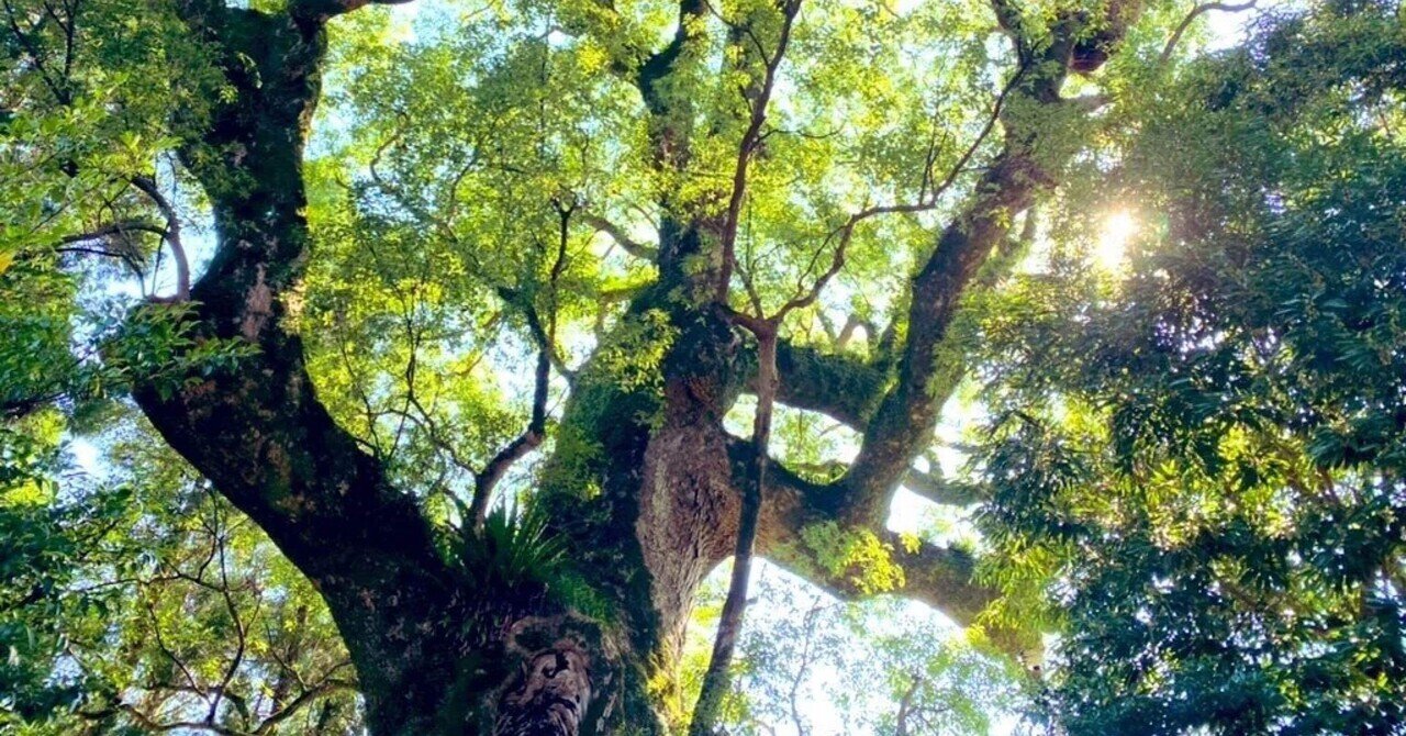 厄祓いをしてもらってきました。｜なつ